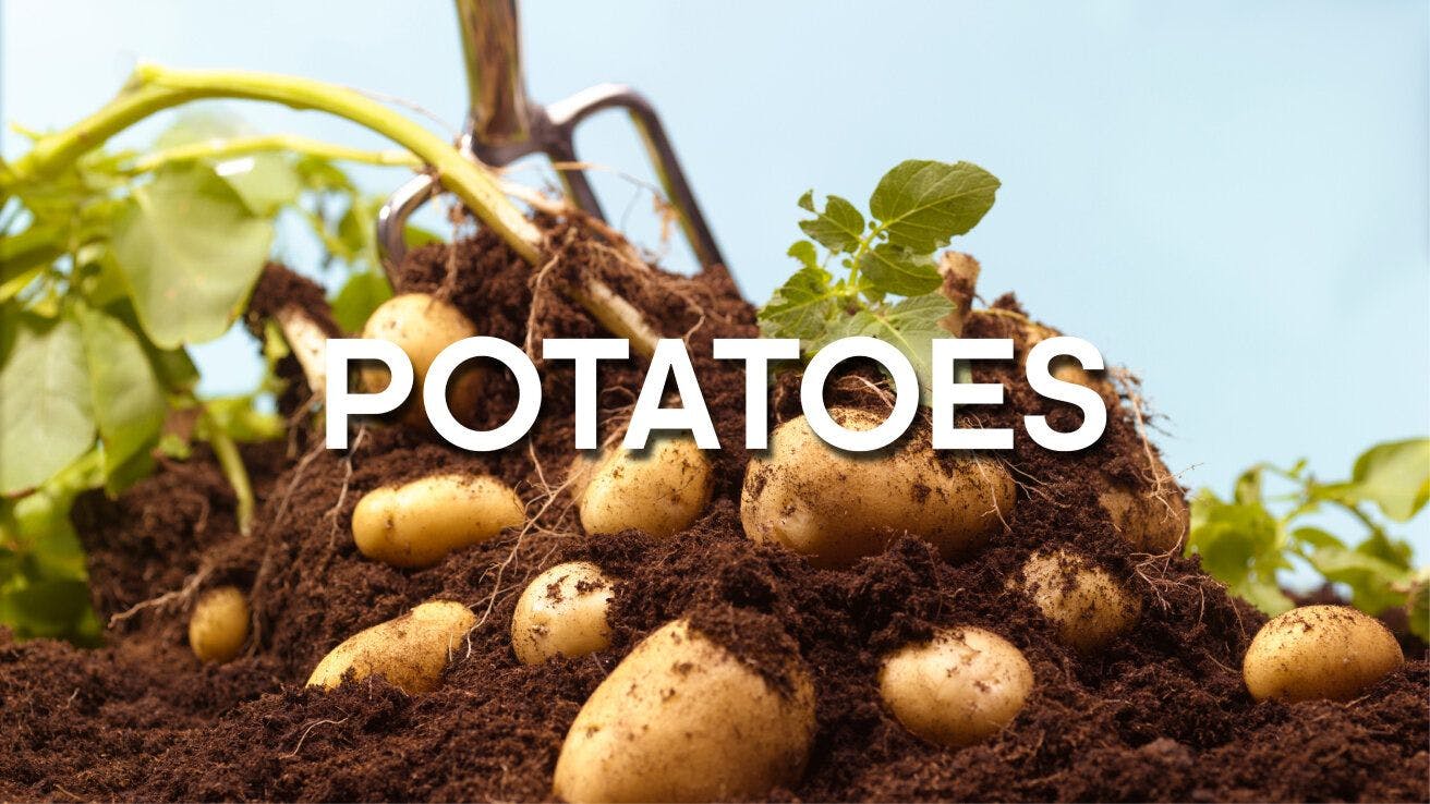 Regeneration Food: Potatoes